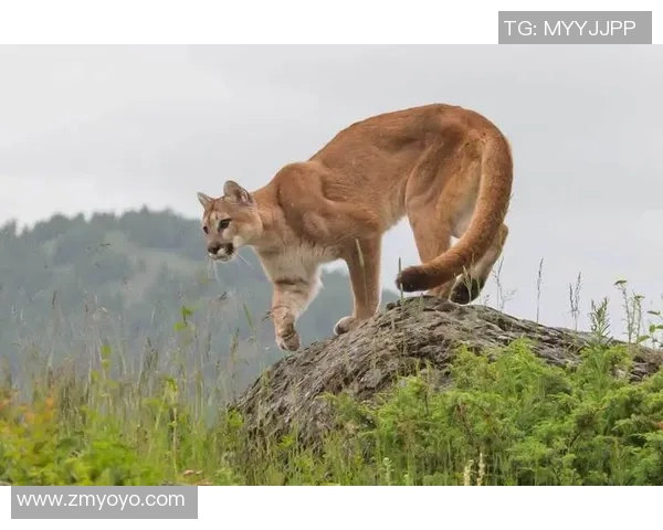 美洲狮与阿特拉斯的精彩对决视频全景解析与精彩瞬间回顾 美洲狮与阿特拉斯的精彩对决视频全景解析与精彩瞬间回顾